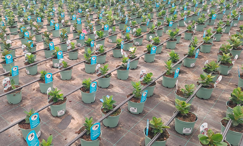 produccion di dipladenia 