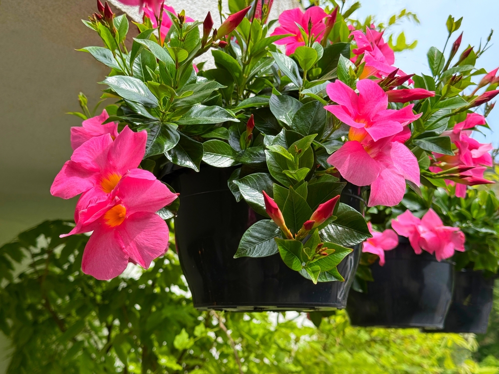 Mandevilla sanderi rosa florece en macetas.